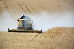 麦田里的 割机作业