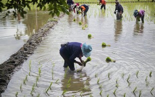农民水田插秧劳作场景