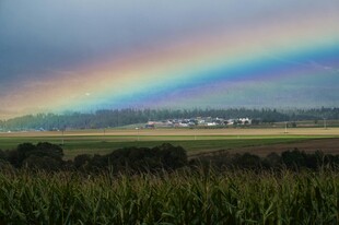 田野上空的绚丽彩虹