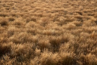 金黄麦田 尽显丰 之美