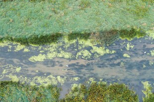 湿地中的水洼与绿色植被