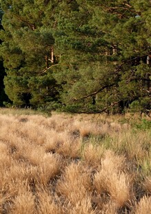 金黄草地旁的茂密树林