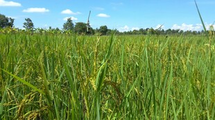 金黄稻田 蓝天绿野风光