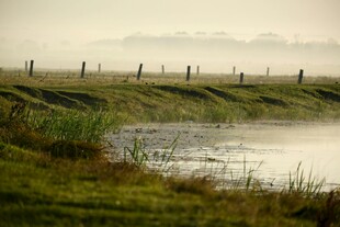 晨雾中的田野与水塘