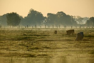黄昏下的田野与劳作景象