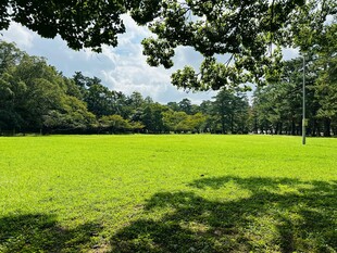 绿意盎然的户外草地风光