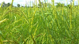 翠绿田野间的茂盛青草