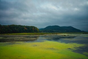 湖畔绿藻覆盖的山水景致