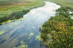 蜿蜒河流穿绿色湿地
