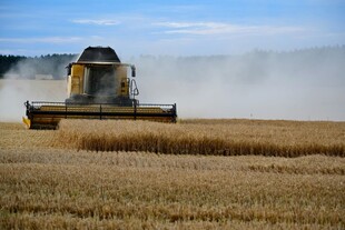 麦田里的联合 割机作业