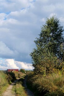乡村小道边的葱郁树木
