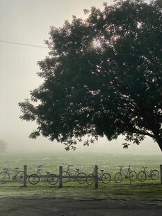 雾中孤树 静谧田园景致