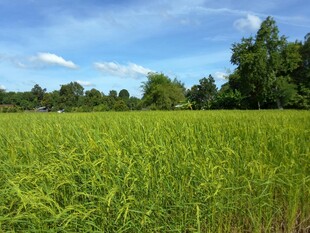 广袤绿野 自然田园风光
