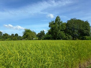 广袤绿野与蓝天绿树