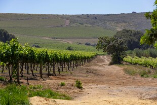 田园葡萄园风光