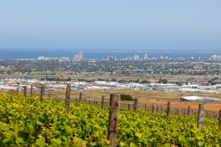 葡萄园远眺城市与海洋