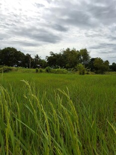 广袤绿野间的清新田园风光