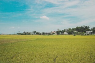 广袤田野风光