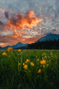 草原日落美景 繁花相伴