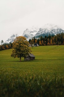 草原上的孤树与远山风景