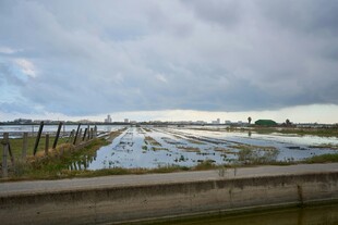 乡村水田与 沉天空景象