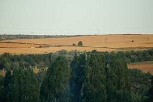 广袤田野与葱郁树林景观