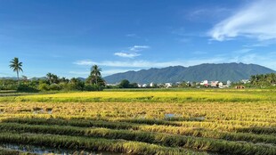 田园风光 金黄稻田与远山