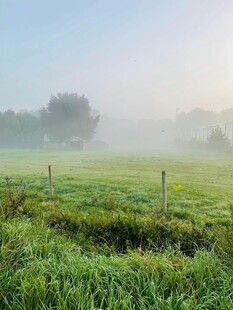 晨雾中的绿色田野