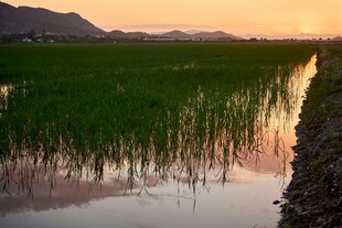 夕阳下的湿地水草景观