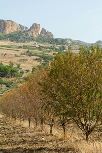 山丘下的树木田园风光