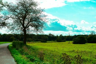 乡间小道旁的开阔绿野