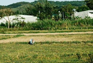 田野中的劳作身影