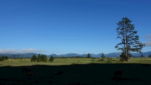 旷野孤树 静谧自然之景