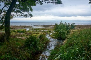 林间小径通向海边风景