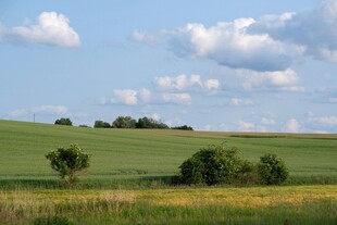 田园风光 绿意盎然的田野