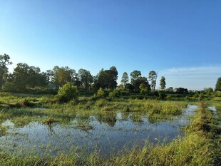 湿地风光 静谧自然之景