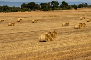 金黄田野中的干草卷景观