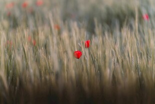 田野中的鲜艳红罂粟