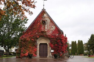 爬满红叶的古朴教堂