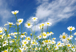 蓝天下绽放的清新雏菊