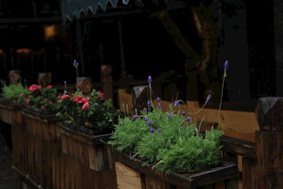 户外木质花箱装点绿植花卉