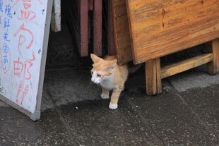 门口探头的可爱猫咪