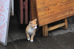 木柜旁的可爱小猫咪