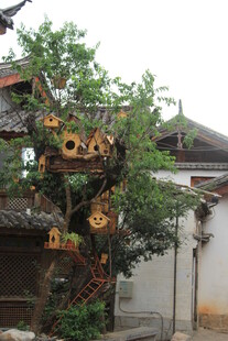 中式园林中的独特造型树木