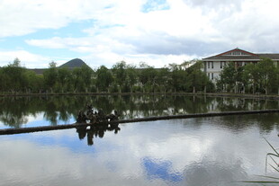 湖畔木桥与葱郁树木景观