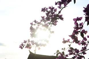 阳光下绽放的烂漫花枝