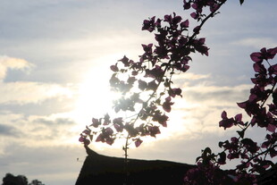 夕阳下繁花与古建筑剪影