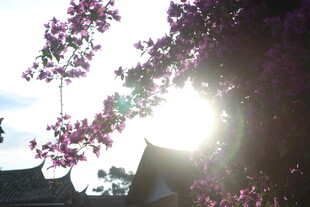 阳光透过繁花绽放的花枝