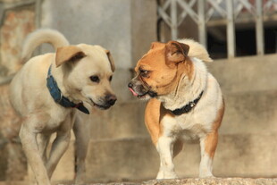 两只狗狗亲昵互动