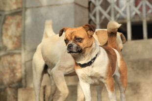 户外几只可爱的狗狗